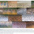 Färbung und Musterung der Salmo trutta (Atlantische Forelle)